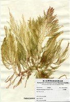 藏品(小果海膜)的圖片